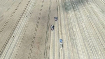 Trakya'da bu yıl buğday rekoltesi 2 milyon 280 bin ton oldu
