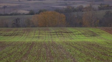 Trakya'da etkili olan yağış, kuru toprağa ekilen buğdayın çimlenmesine yetti