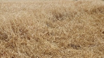 Trakya'da sağanak nedeniyle arpa ve buğday hasadına bazı bölgelerde ara verildi