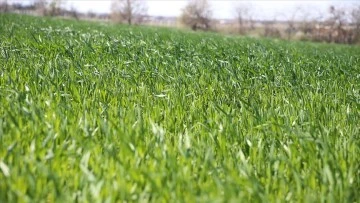 Trakya'da son yağışlar buğdayın gelişimine destek oldu