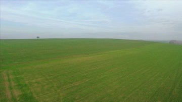 Trakya'da son yağışlarla ilk gelişimini tamamlayan buğday, kışa "dayanıklı" giriyor