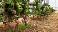 Tropikal meyve üreticilerinde hedef Avrupa pazarı