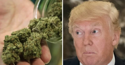 Trump, yaşlılar i&ccedil;in CBD&rsquo;nin faydalarını &ouml;vd&uuml;, kenevir hisselerinde tsunami etkisi oldu -Dr. Erdem Ulaş yazdı-