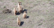 Tunceli’de anne ve yavru ayılar görüntülendi