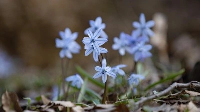 Tunceli'de karların erimesiyle İksor Vadisi'nde mavi kardelenler a&ccedil;tı