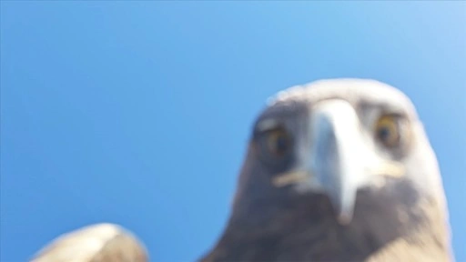 Tunceli'de kartalın "dron avı"na tanıklık eden doğa tutkunu o anları anlattı