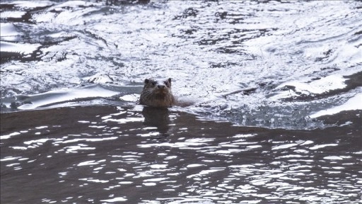 Tunceli'de nesli tehlike altındaki su samuru g&ouml;r&uuml;nt&uuml;lendi