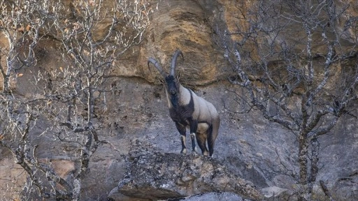 Tunceli'de yaban ke&ccedil;ileri Munzur Vadisi'ne indi