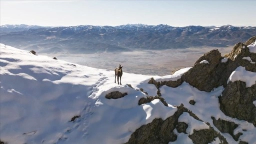 Tunceli doruklarında dağcıları ender görülen çengel boynuzlu dağ keçileri karşılıyor