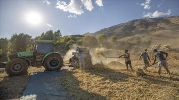 Tunceli Ovacık'ta 205 çiftçi 3 bin 671 dekarda fasulye üretiyor