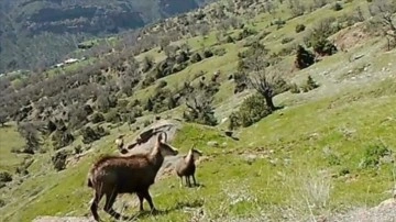 Tunceli'de çengel boynuzlu dağ keçileri fotokapanla görüntülendi