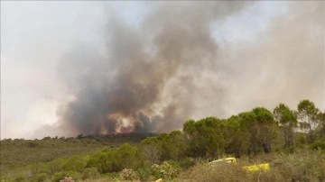 Tunus’ta orman yangınlarını söndürme çalışmaları sürüyor