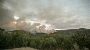 Tunus’taki orman yangını kontrol altına alındı