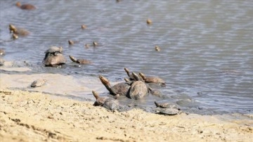 Tunus'taki Şeybe Barajı'nda suların çekilmesi kaplumbağaların doğal yaşamını tehdit ediyor