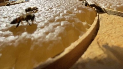 T&uuml;rk balı d&uuml;nya pazarlarında marka olma yolunda ilerliyor