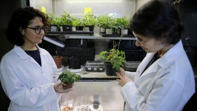 T&uuml;rk bilim insanları, Ay ve Mars regolitleri benzerinde domates yetiştirdi