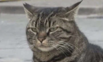 T&uuml;rk kedisine tarihi g&ouml;rev: Roma&rsquo;yı farelerden kurtarmak! -&Ouml;m&uuml;r &Ccedil;elikd&ouml;nmez yazdı-