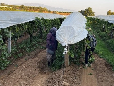 T&uuml;rk kuru meyve sekt&ouml;r&uuml; y&uuml;ksek rekolteyle eski pazarlarına d&ouml;nmek istiyor
