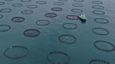 T&uuml;rk somonu ihracatı yılın ilk &ccedil;eyreğinde 91 milyon doları aştı