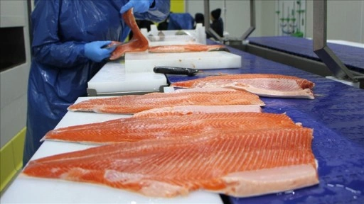 Türk somonu ihracatı yılın ilk yarısında 217,1 milyon dolar kazandırdı