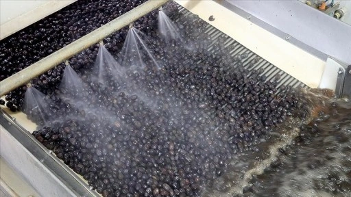 Türk zeytinini 68 ülkeye ihraç eden Marmarabirlik'in hedefi Orta Doğu pazarı