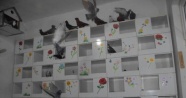 Türkiye’de bir ilk: Güvercinler için otel!