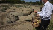 Türkiye'de doğan ilk fil 3 tona ulaşarak yetişkinliğe adım attı