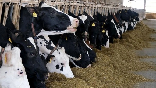 Türkiye'de et ve süt üretiminde arz sıkıntısı beklenmiyor