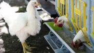 Türkiye'de geliştirilen 'etçi damızlık tavuk' ve 'siyah pirinç'