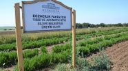 Türkiye'de ilk kez ilaç sanayisi için bitki yetiştiriliyor