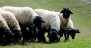 Türkiye’de koyun ve keçi sayısı 10 yılda 14 milyon arttı
