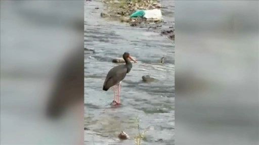 Türkiye'de nadir görülen kuş türlerinden kara leylek Karabük'te görüntülendi
