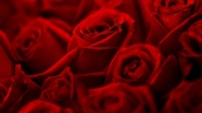 Türkiye&#039;den Sevgililer Günü için 22 ülkeye 70 milyon dal kesme çiçek gönderildi