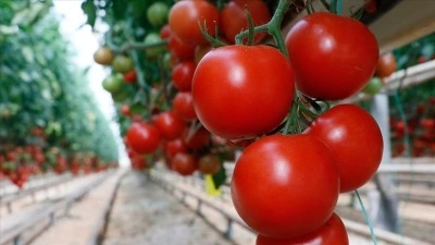T&uuml;rkiye'den yılın ilk &ccedil;eyreğinde 180 milyon dolarlık domates ihracatı