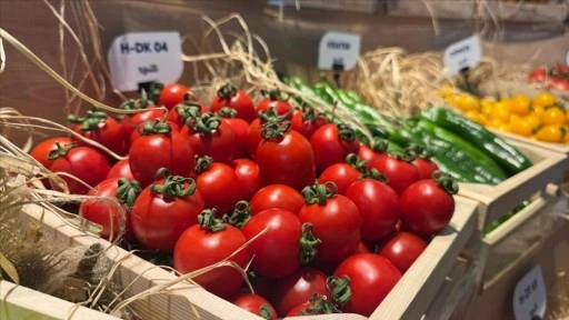 Türkiye'den yurt dışına sebzede en çok domates, salatalık ve biber tohumu gönderiliyor