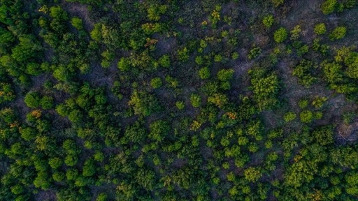 Türkiye dünyada ormanlık alanını en fazla artıran ülkeler arasında