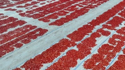 T&uuml;rkiye ilk yarıda kurutulmuş domatesten 60 milyon 989 bin dolar kazandı