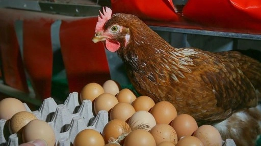 Türkiye'nin ABD'ye yumurta ihracatı, kuş gribinin etkisiyle yüzde 406 arttı