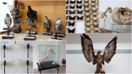 Türkiye'nin biyolojik çeşitliliği bu müzede sergilenecek