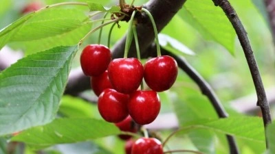 T&uuml;rkiye'nin bu yılki kiraz ihracatında artış beklentisi