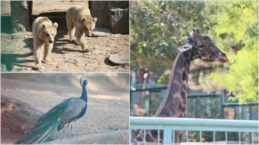 Türkiye'nin en büyük Doğal Yaşam Parkı'nı 6 ayda 3 milyon kişi ziyaret etti