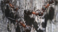 Türkiye&#039;nin karınca çeşitliği araştırılıyor