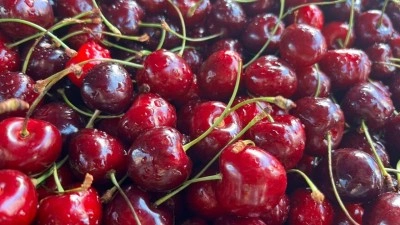 T&uuml;rkiye'nin kiraz ihracatı 235 milyon dolara ulaştı