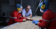 Türkiye’nin mercimek üretiminde yüzde 20 artış bekleniyor