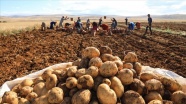 Türkiye&#039;nin patates tohum ihtiyacının yarısından fazlası yerli tohumla karşılanıyor
