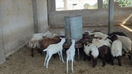 Türkiye'nin Tel Abyad ve Rasulayn'a tarım ve hayvancılık desteği sürüyor