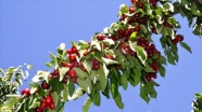 Türkiye'nin yaş meyve ve sebze ihracatında ilk sıraları 'kiraz-vişne' ile 'domat
