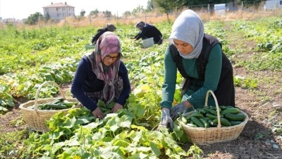 T&uuml;rkiye'nin "yeşil altını" &Ccedil;ubuk turşusu 45 &ccedil;eşidiyle d&uuml;nya lezzetleri arasında