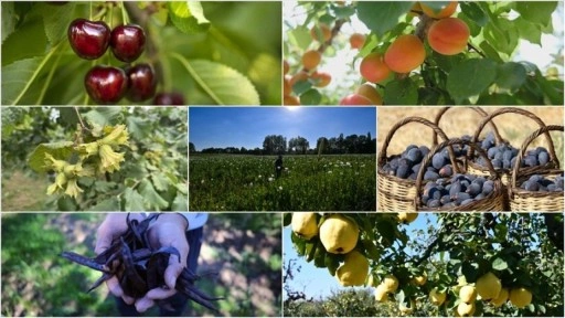 Türkiye tarımda 7 üründe dünya lideri oldu, 22 üründe ilk üçte yer aldı