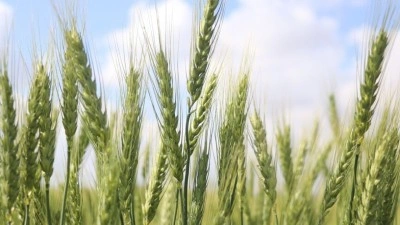 T&uuml;rkiye, tarımsal hasılada ge&ccedil;en yıl 83 milyar doları aşarak rekor kırdı